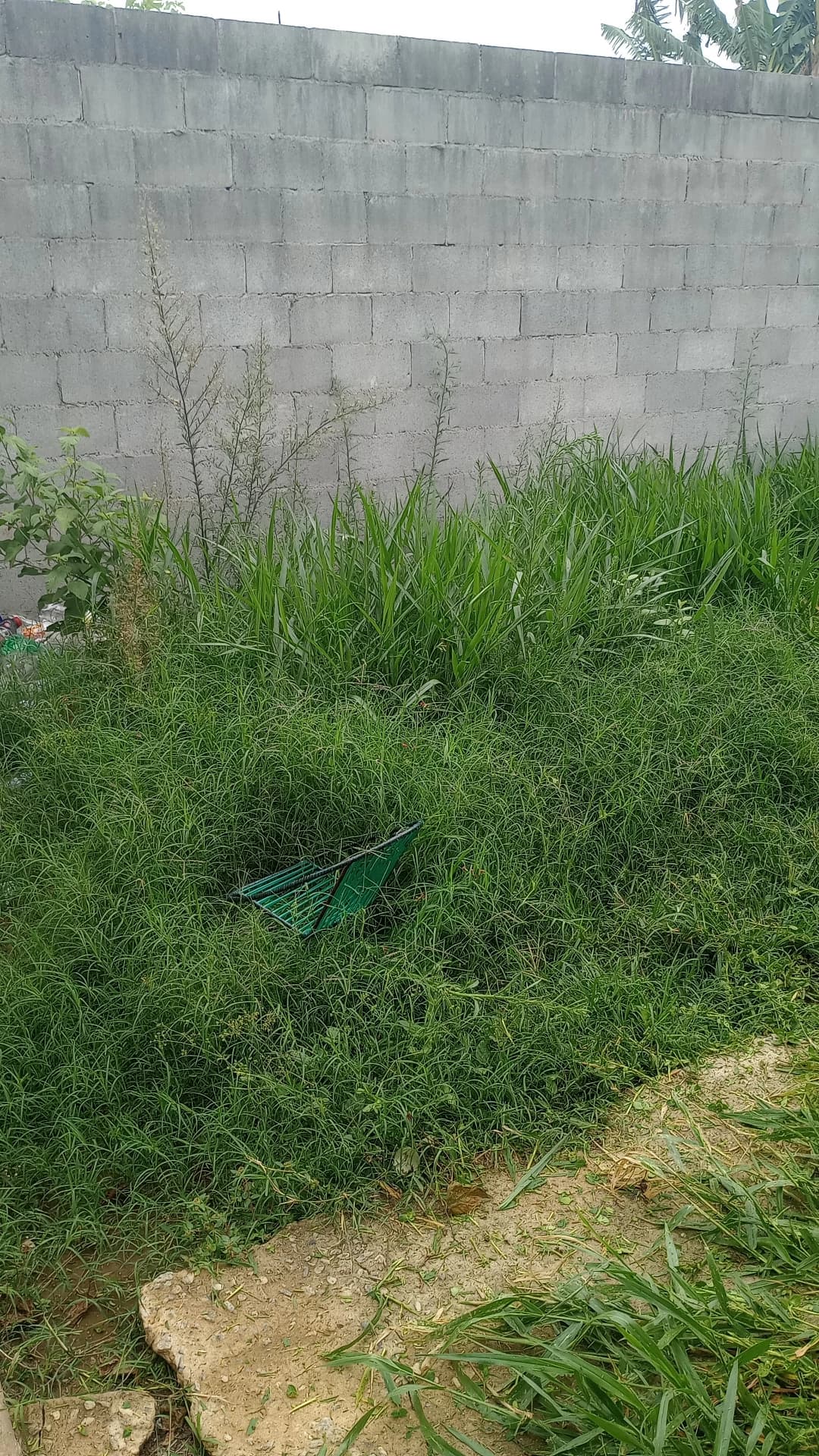 Limpeza de terreno
